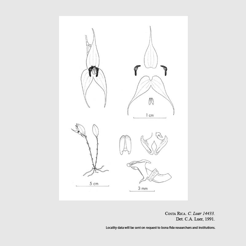 Lepanthes grandiflora